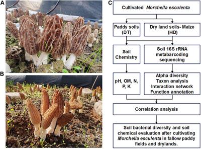 Morchella esculenta cultivation in fallow paddy fields and drylands affects the diversity of soil bacteria and soil chemical properties